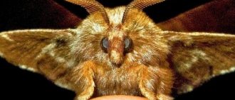 What to do if there are moths in your fur coat
