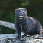 mink with white chin photo