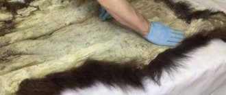 Processing bear skin