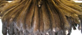 Features of sable fur coats